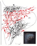 [PDF] A morphometric analysis of functionally defined subpopulations of neurons in the paraventricular nucleus of the rat with... 