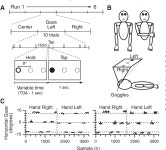 [PDF] Gaze and hand position effects on finger-movement-related human brain activation. | Semantic Scholar