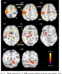 [PDF] Gaze and hand position effects on finger-movement-related human brain activation. | Semantic Scholar