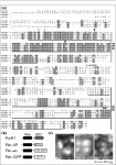 The zebrafish forkhead transcription factor FoxH1/Fast1 is a modulator of Nodal signaling required for organizer formation... 