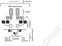 Interplays between inflammasomes and viruses, bacteria (pathogenic and probiotic), yeasts and parasites | Semantic Scholar