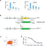 [PDF] A PiggyBac-Based Recessive Screening Method to Identify Pluripotency Regulators | Semantic Scholar