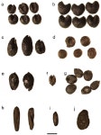 North-south patterning of millet agriculture on the Loess Plateau: Late Neolithic adaptations to water stress, NW China... 