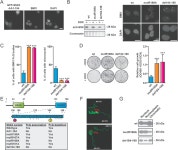 [PDF] Remodeling and destabilization of chromosome 1 pericentromeric heterochromatin by SSX proteins | Semantic Scholar