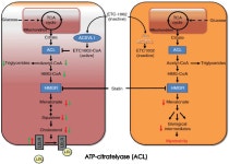 [PDF] Defining the role of bempedoic acid in lowering low-density lipoprotein cholesterol | Semantic Scholar