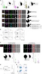 Asymmetric PI3K Signaling Driving Developmental and Regenerative Cell Fate Bifurcation. | Semantic Scholar