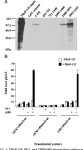 [PDF] The Transcriptional Regulating Protein of 132 kDa (TReP... Steroidogenic Factor-1 in Human Adrenal Cells* | Semantic Scholar
