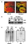 RNA, Plant | Semantic Scholar