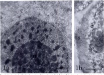 Phalloidin-gold complexes: a new tool for ultrastructural localization of F-actin. | Semantic Scholar