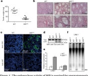 [PDF] The endonuclease activity of Mili fuels piRNA amplification that silences LINE1 elements | Semantic Scholar