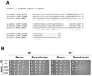 LYRM7/MZM1L is a UQCRFS1 chaperone involved in the last steps of mitochondrial Complex III assembly in human cells. | Semantic... 