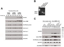 LYRM7/MZM1L is a UQCRFS1 chaperone involved in the last steps of mitochondrial Complex III assembly in human cells. | Semantic... 