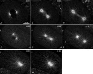 [PDF] Spindle Dynamics and the Role of γ-Tubulin in Early Caenorhabditis elegans Embryos | Semantic Scholar
