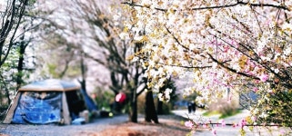 캠핏 | 연천 평화강변 수목캠핑장 | 오토캠핑 사이트