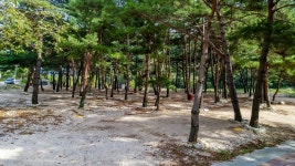 캠핏 | 한계2리솔밭야영장 (한계령솔밭야영장) | 캠핑존