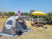 캠핏 | 귤밭에댕댕이 운동장 | 올데이이벤트