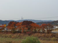 캠핏 | 정이품송캠핑장 | 폴딩트레일러존
