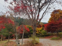 캠핏 | 숲에서 놀자 캠핑장 | 단풍존 두가족사이트 캠핏 | 숲에서 놀자 캠핑장 | 단풍존 두가족사이트 