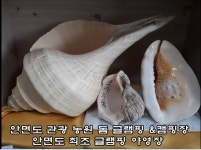 캠핏 | 안면도 관광농원 글램핑&캠핑장