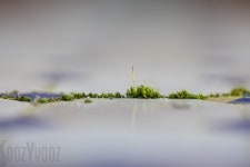 The Trouble with Moss | suehutton | Blipfoto The Trouble with Moss | suehutton
