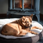 In Dog Heaven | distractedhausfrau | Blipfoto In Dog Heaven | distractedhausfrau