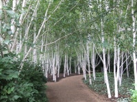 Into the white wood | autumnyears | Blipfoto Into the white wood | autumnyears