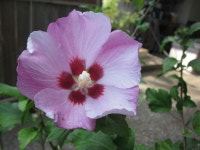 Late Bloomers. | loisbiz | Blipfoto Late Bloomers. | loisbiz