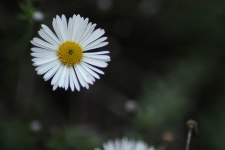 Smile | Pooka | Blipfoto Smile | Pooka