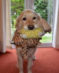 티거쉽 (tigger sheep) | Well - how many toys ? | Derekhallstives | Blipfoto Well - how many toys ? | Derekhallstives