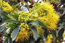 Yellow buds go POP! | JoanneInOz | Blipfoto Yellow buds go POP! | JoanneInOz
