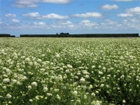 Field of Flowers | cabbagetree | Blipfoto Field of Flowers | cabbagetree