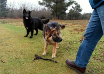 Bear in the woods! | HeartFreek | Blipfoto Bear in the woods! | HeartFreek