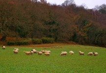 Looking Sheepish | eternal | Blipfoto Looking Sheepish | eternal