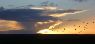 Shake a tail feather | Northern | Blipfoto Shake a tail feather | Northern