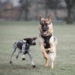 Mara & Nelson | MrAshley | Blipfoto Mara & Nelson | MrAshley