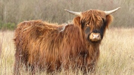 Big Mac. | welshmaid50 | Blipfoto Big Mac. | welshmaid50