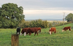 How Now ... | Judith | Blipfoto How Now ... | Judith