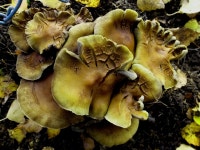 Fungal Foot | JJRW | Blipfoto Fungal Foot | JJRW