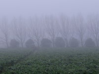 The Truth | cabbagetree | Blipfoto The Truth | cabbagetree