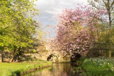 Blossom in the front garden | Bob20 | Blipfoto Blossom in the front garden | Bob20