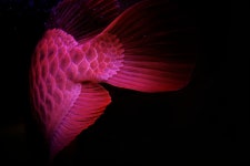 Chilli red | jenny | Blipfoto Chilli red | jenny