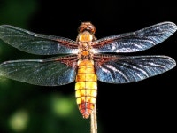 ITS A DRAGON | terry115 | Blipfoto ITS A DRAGON | terry115