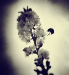Spring | LifeTestDummy | Blipfoto Spring | LifeTestDummy