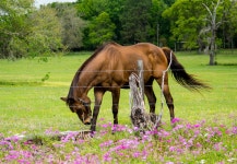 Horse Country | CKJohnson | Blipfoto Horse Country | CKJohnson