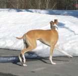 Menuette.. | mamouchi | Blipfoto Menuette.. | mamouchi