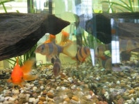 Fish | La55e | Blipfoto Fish | La55e