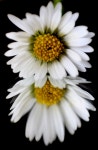 Daisy Times Two | Caffeinated | Blipfoto Daisy Times Two | Caffeinated