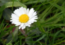 Daisy | lisa24270 | Blipfoto Daisy  | lisa24270