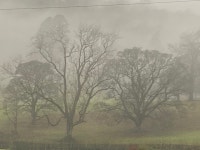 Grasmere trees. | SiskinsPics | Blipfoto Grasmere trees. | SiskinsPics