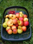 Mellow Fruitfulness | plot17 | Blipfoto Mellow Fruitfulness | plot17